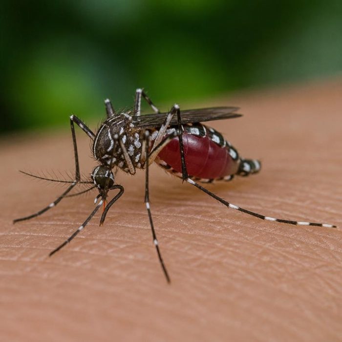 Aedes mosquito feeding on skin, showing the banded black and white legs