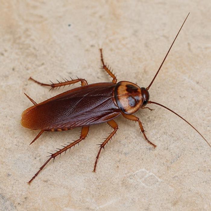 American cockroach on a tiled floor, showing the reddish-brown body and pale figure-of-eight marking behind the head