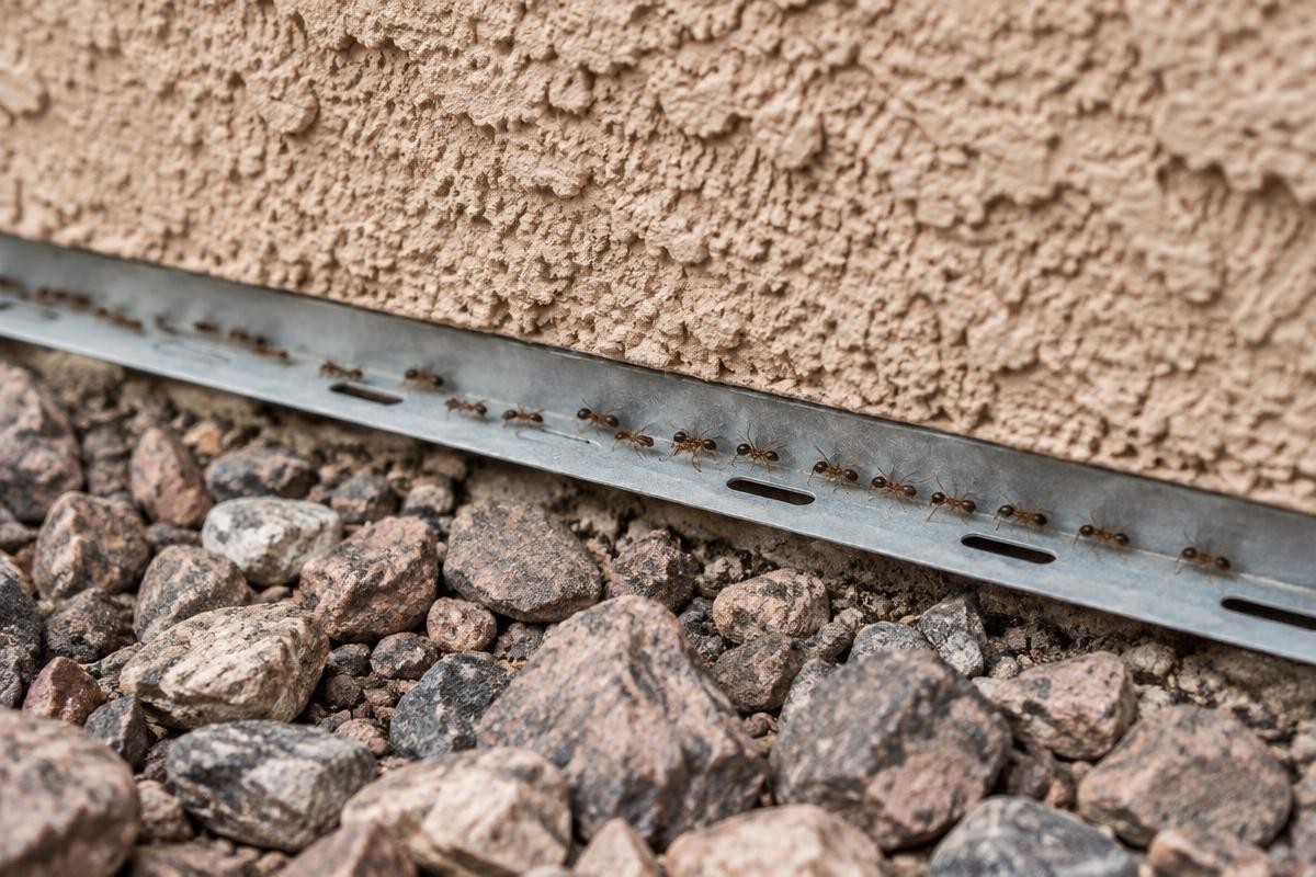 A line of ants walking along the metal weep screed at the base of a stucco wall above desert gravel