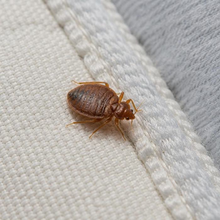 Adult bed bug on a mattress seam, showing the flat rust-brown body