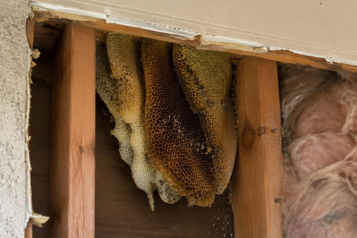 Sheets of honeycomb hanging inside an opened wall cavity between timber studs, with insulation alongside