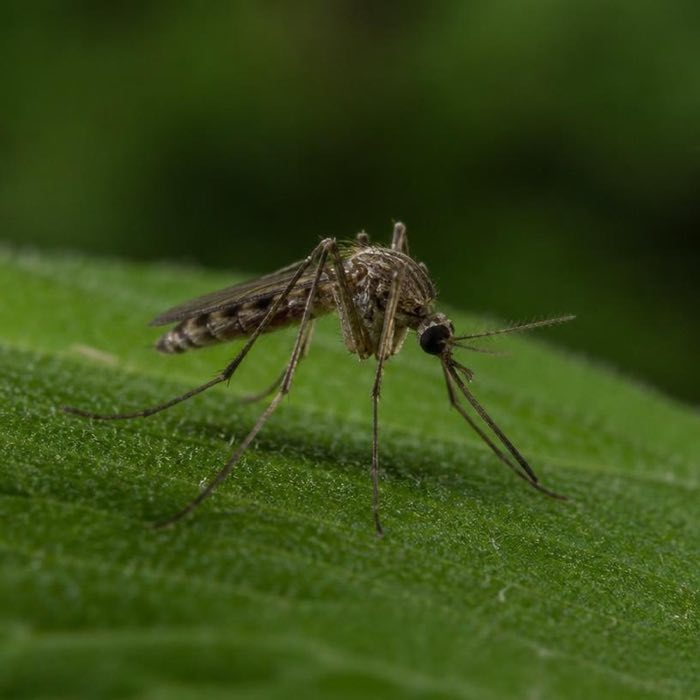 Plain brown Culex mosquito resting on a leaf