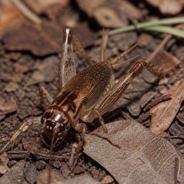 Field cricket on dry leaf litter, showing the long hind legs and antennae