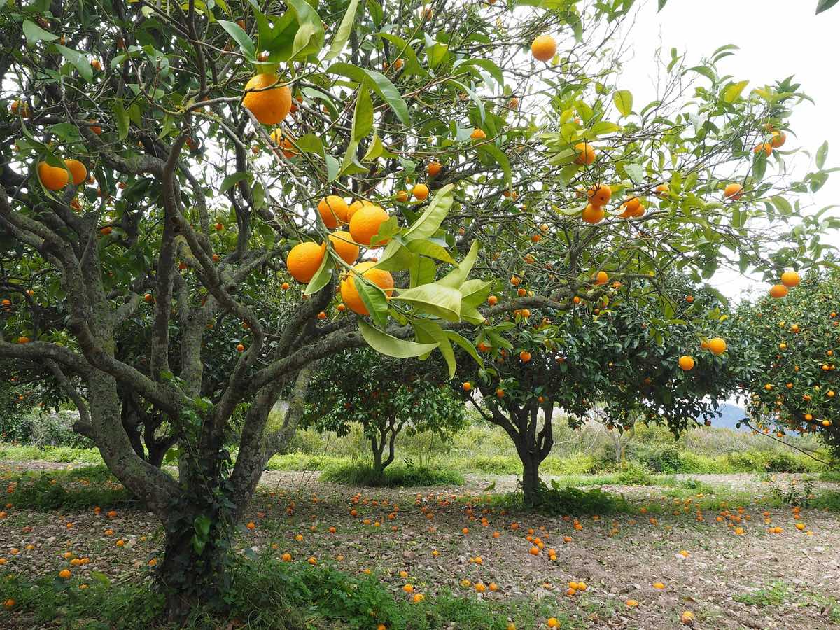 Mature citrus trees with a heavy scattering of fallen oranges on the ground beneath them