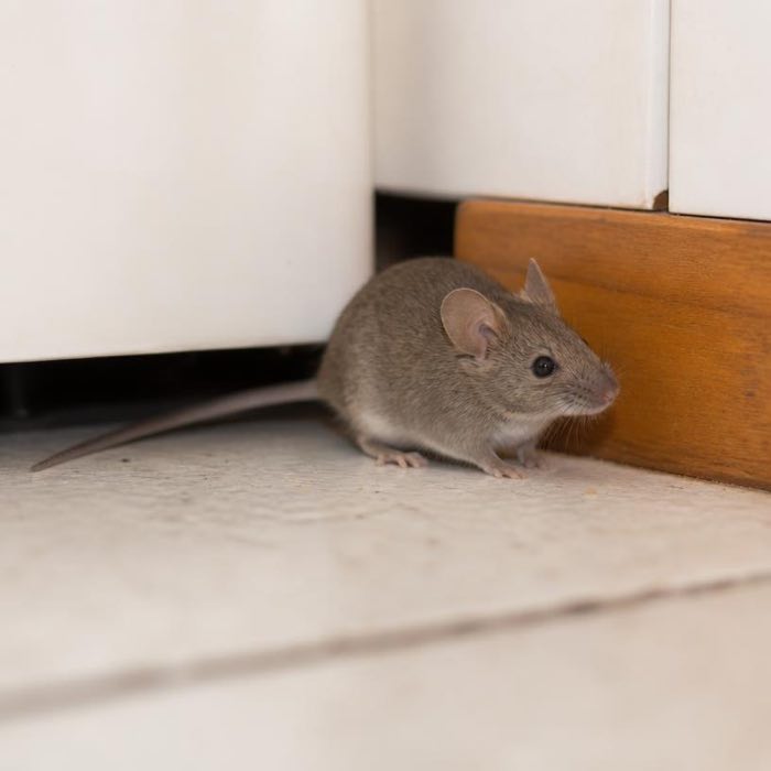 House mouse on a kitchen floor beside a cabinet kickboard