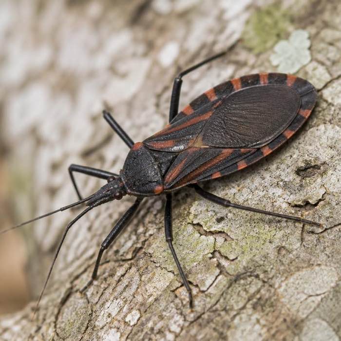 Kissing bug on bark, showing the cone-shaped head and the orange banded margin along the abdomen
