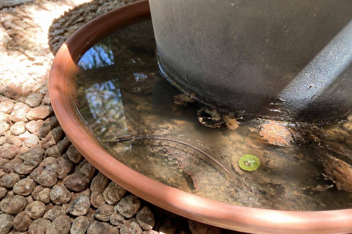 Standing water in a plant pot saucer, a breeding site for container mosquitoes