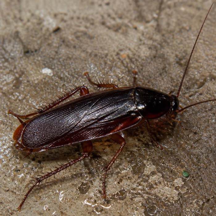 Dark glossy cockroach with an unmarked shield behind the head, on damp concrete