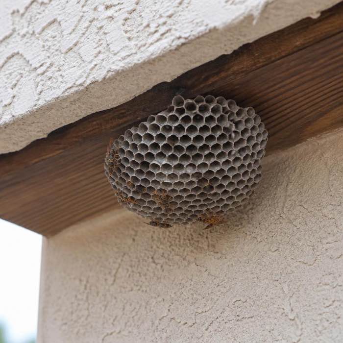Paper wasp nest with open downward-facing comb under the eave of a stucco house