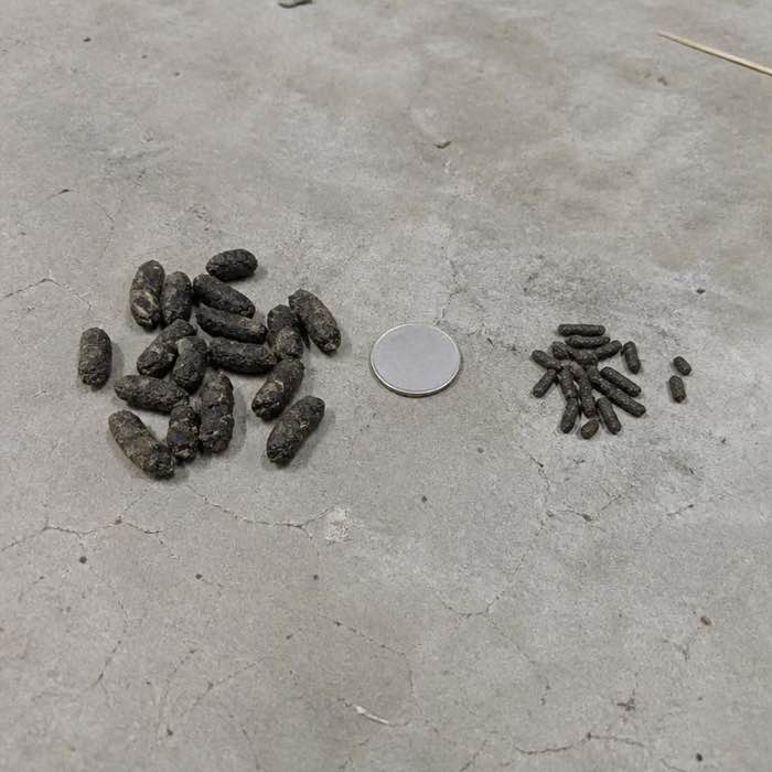 Rat droppings and mouse droppings laid out either side of a coin on concrete for size comparison
