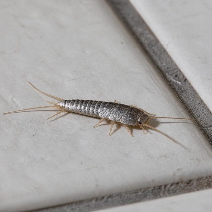 Silverfish on a bathroom tile, showing the tapered silver body and three tail filaments