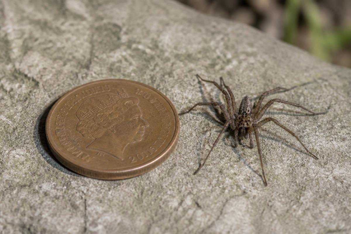 A small brown spider on a grey stone beside a copper coin, photographed at an angle in daylight