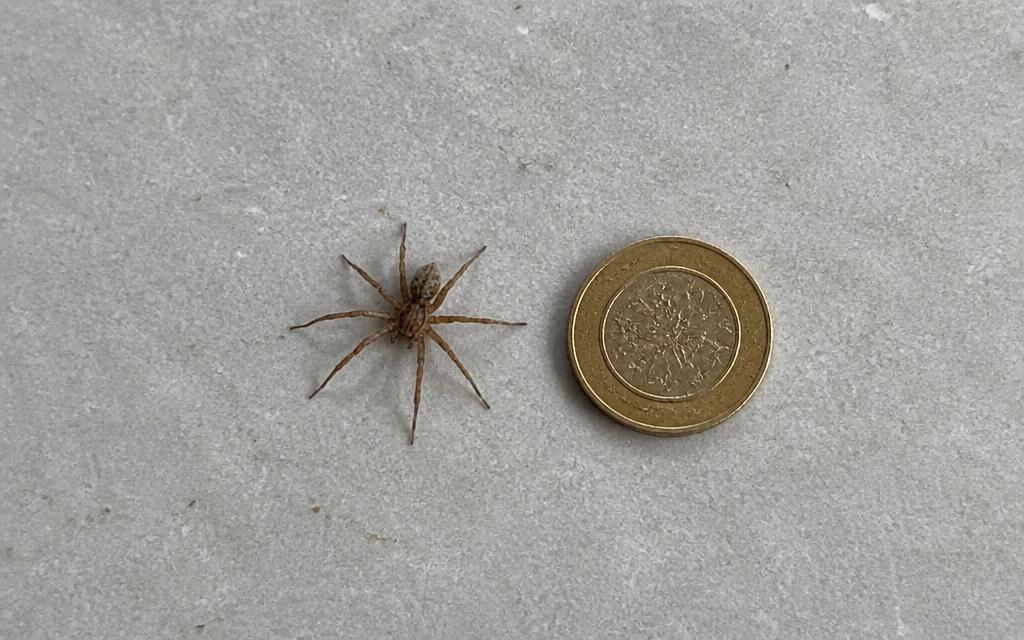 A small brown spider on a pale floor with a coin laid beside it for scale