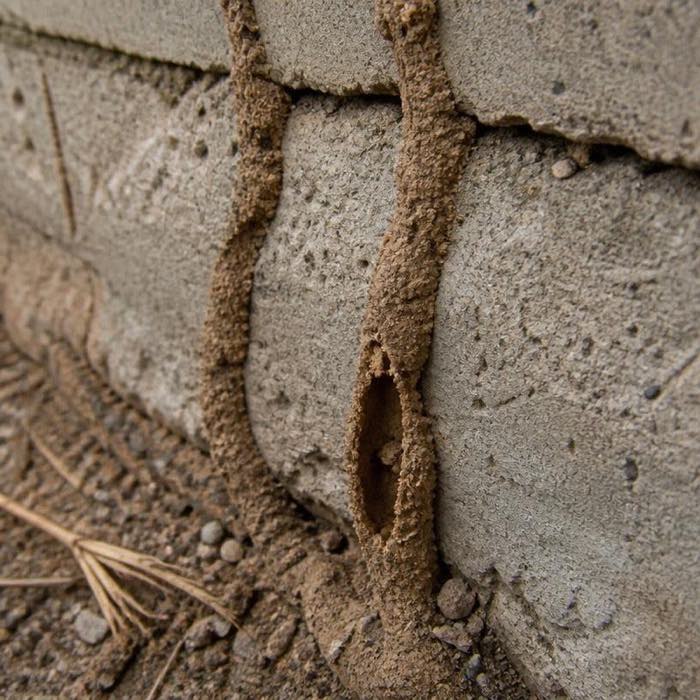 Subterranean termite mud tubes running up a concrete block foundation wall