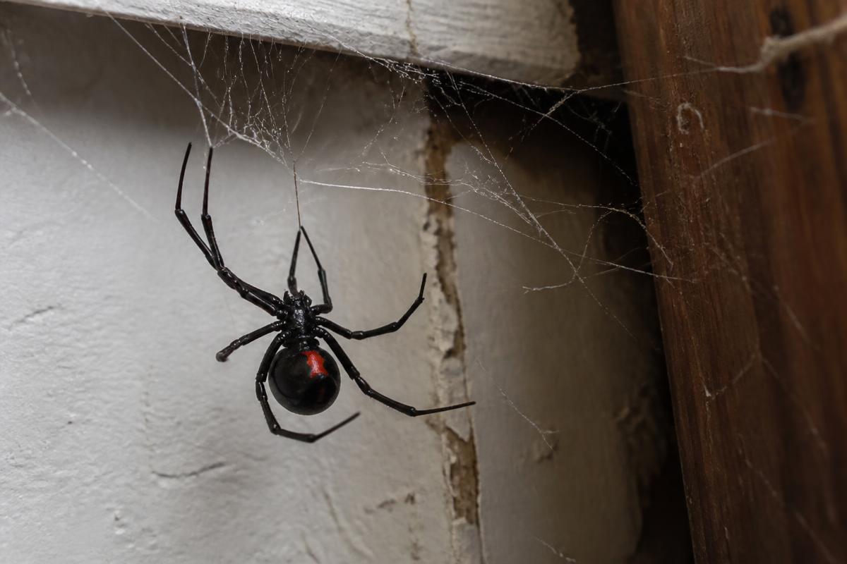 A black widow spider hanging in a tangled web where a painted wall meets a wooden post, with red marking on its abdomen