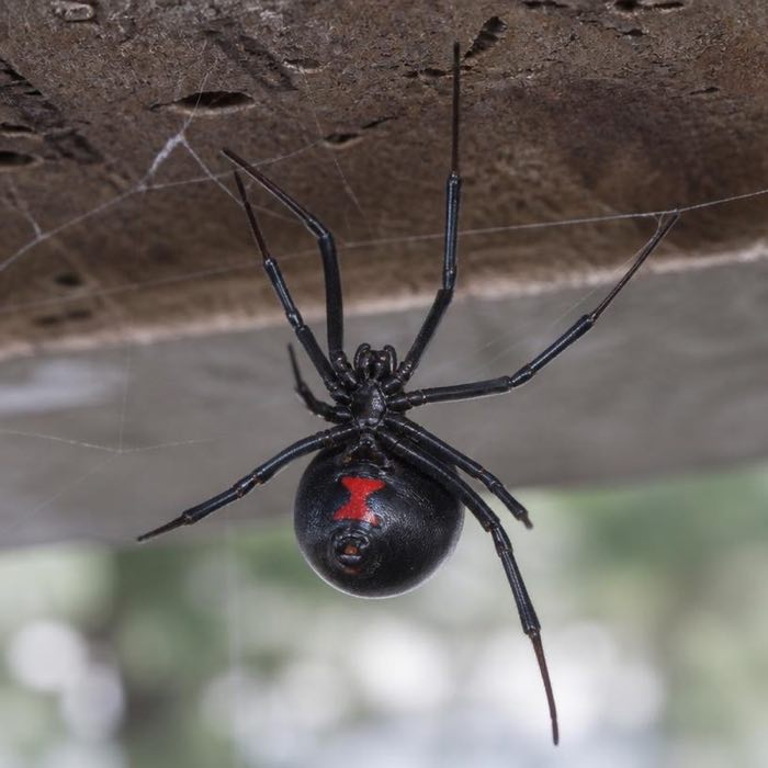 Western black widow hanging upside down in its web, showing the red hourglass on the underside of the abdomen