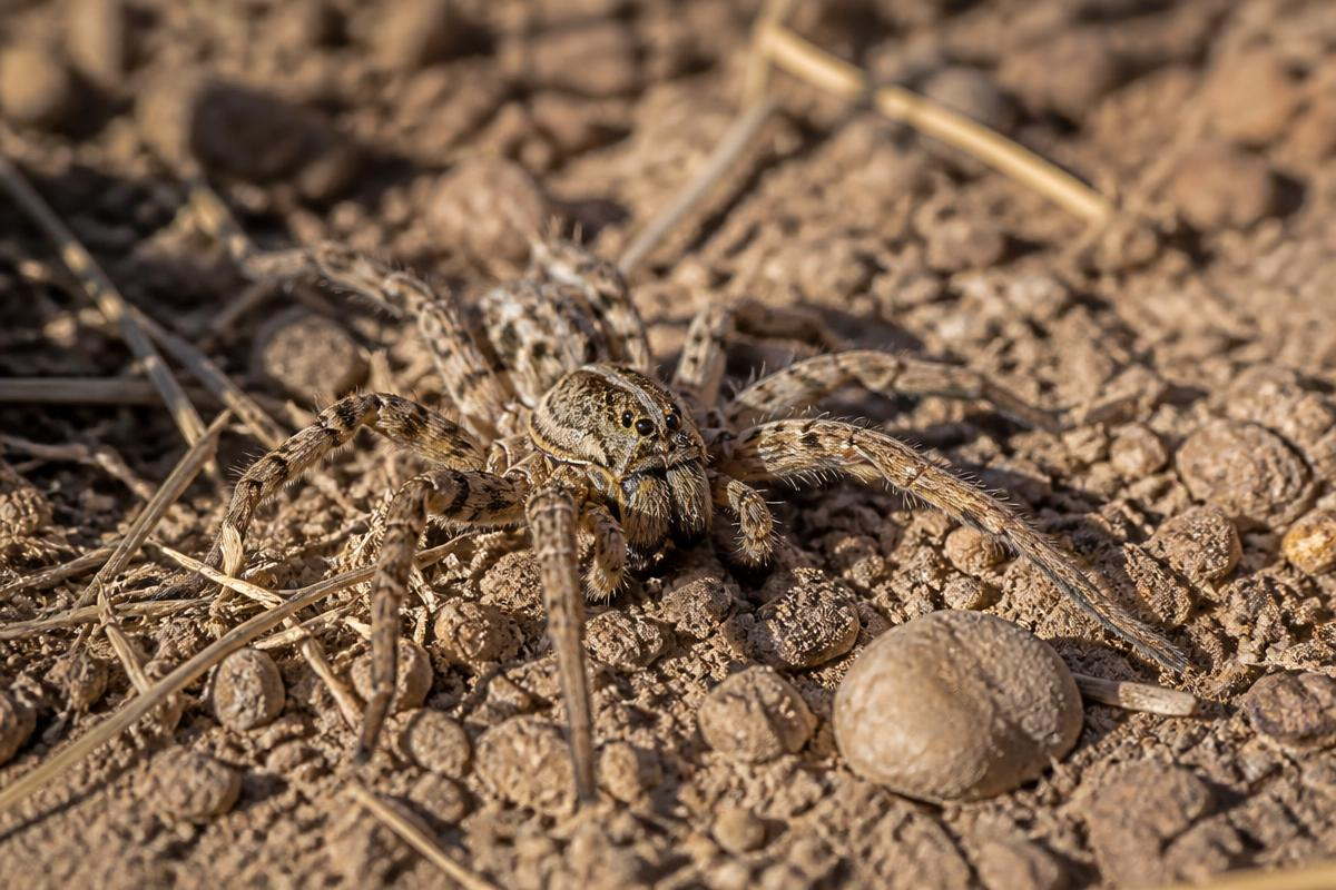 A mottled brown wolf spider on dry, crumbly soil, with banded legs and two large forward-facing eyes